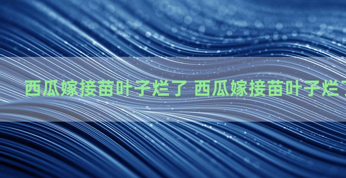 西瓜嫁接苗叶子烂了 西瓜嫁接苗叶子烂了还能活吗